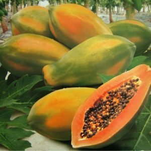 papaya-WONDER-FRUIT